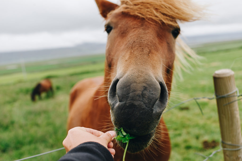 Horse Feed