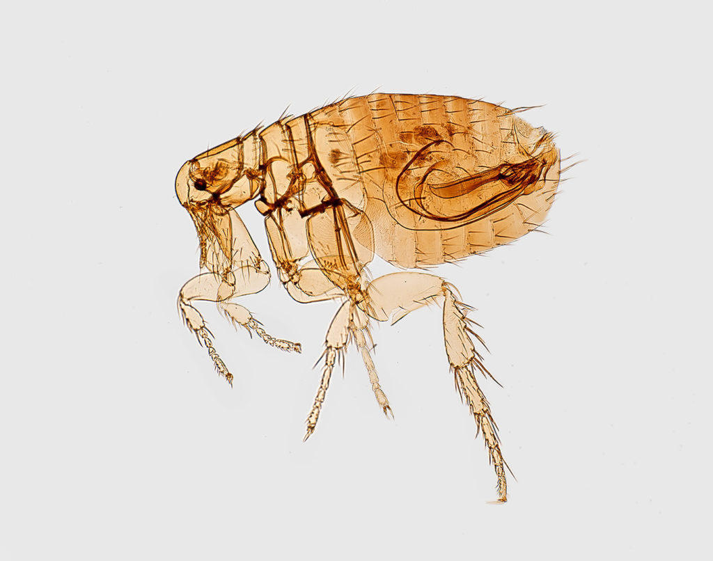 Grayslake Feed-Flea Prevention
