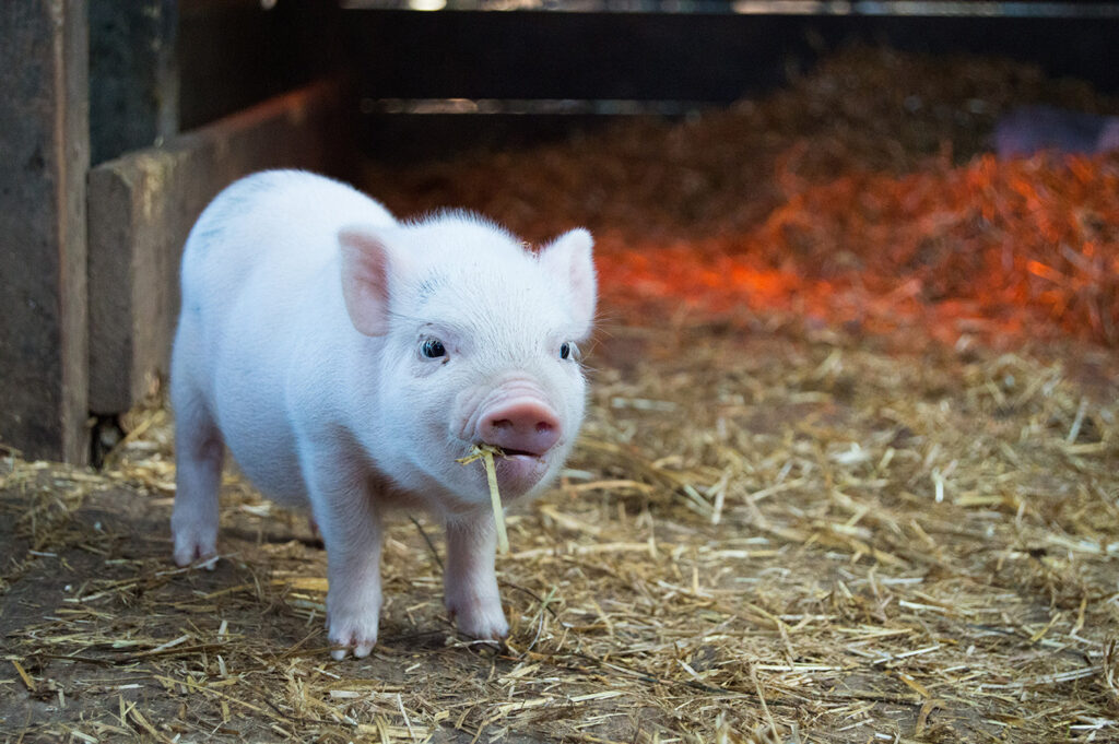 Grayslake Feed-Mini Pig